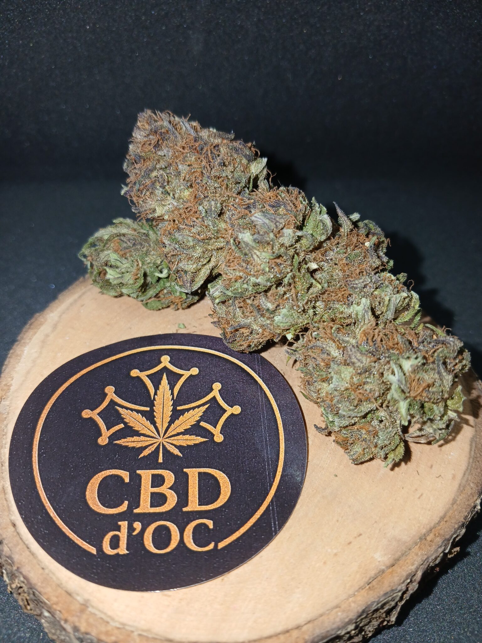 Blue orchidée big bud