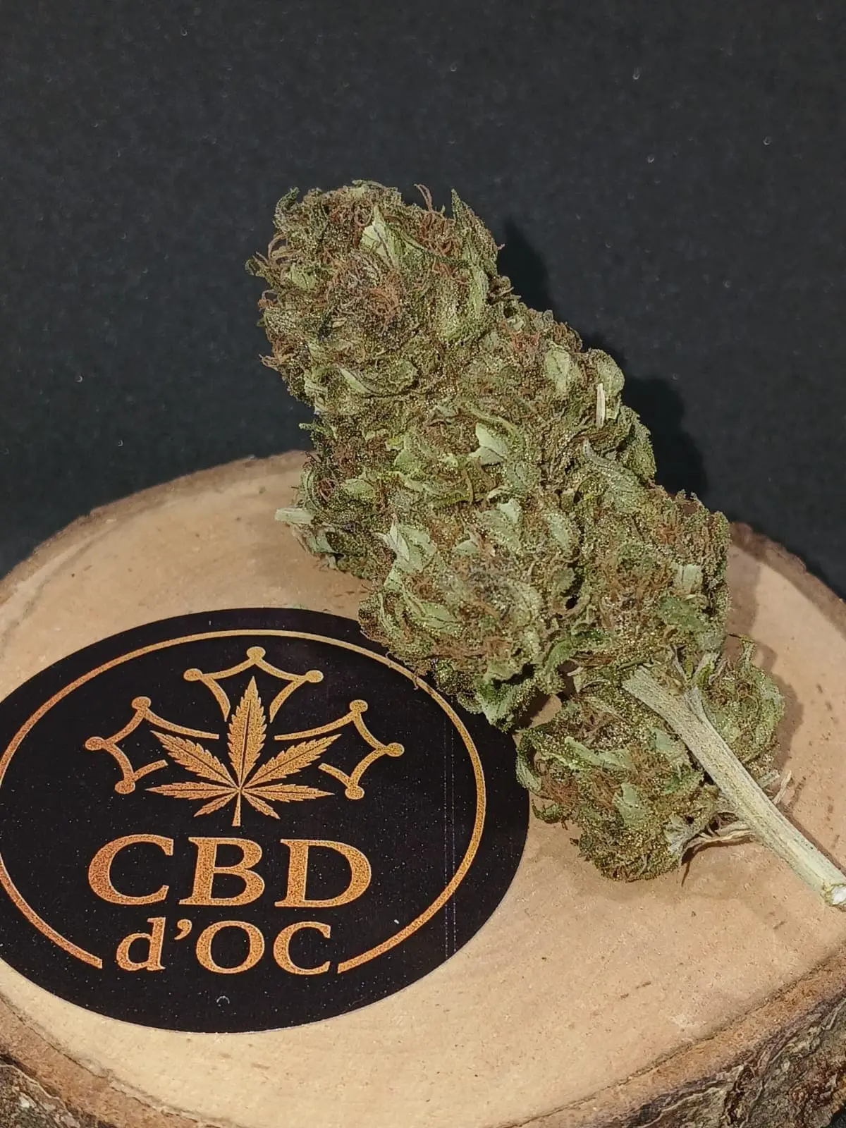 Blue orchidée big bud zoom